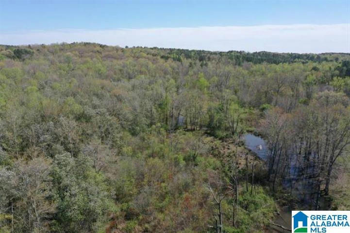 40 ACRES COUNTY ROAD 4700 # 40 ACRES, NEWELL, AL 36280, photo 1 of 9